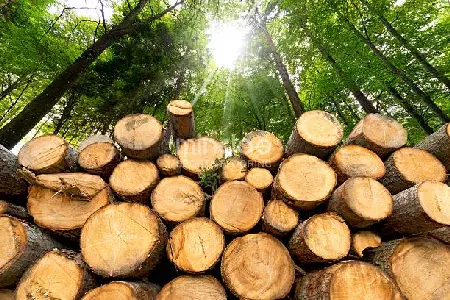A pile of beech wood, neatly cut and stacked. A pile of beech wood, neatly cut and stacked.